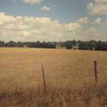 champ de blé