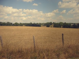champ de blé
