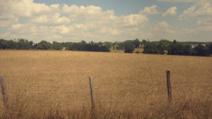 champ de blé